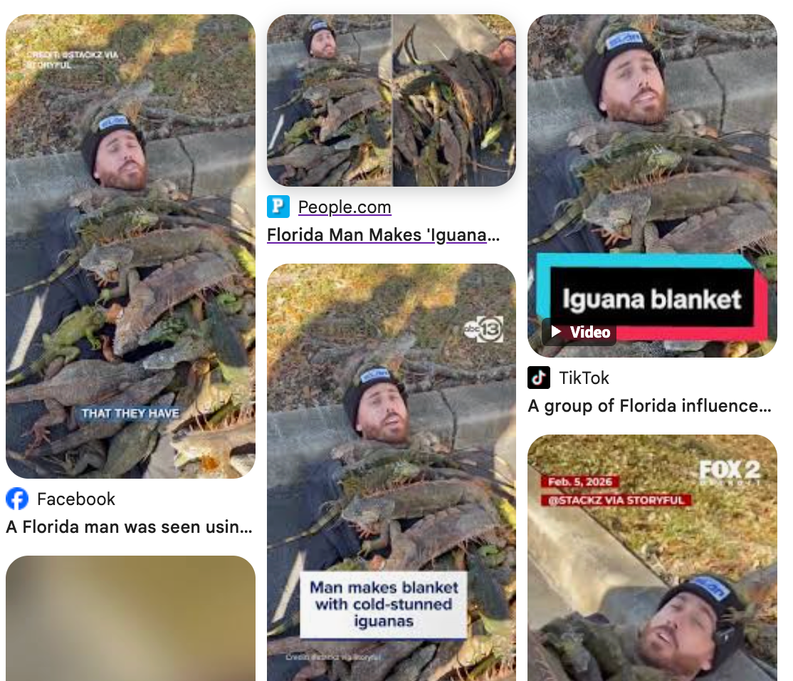 Man lying on pavement covered with cold stunned iguanas during a Florida cold snap.